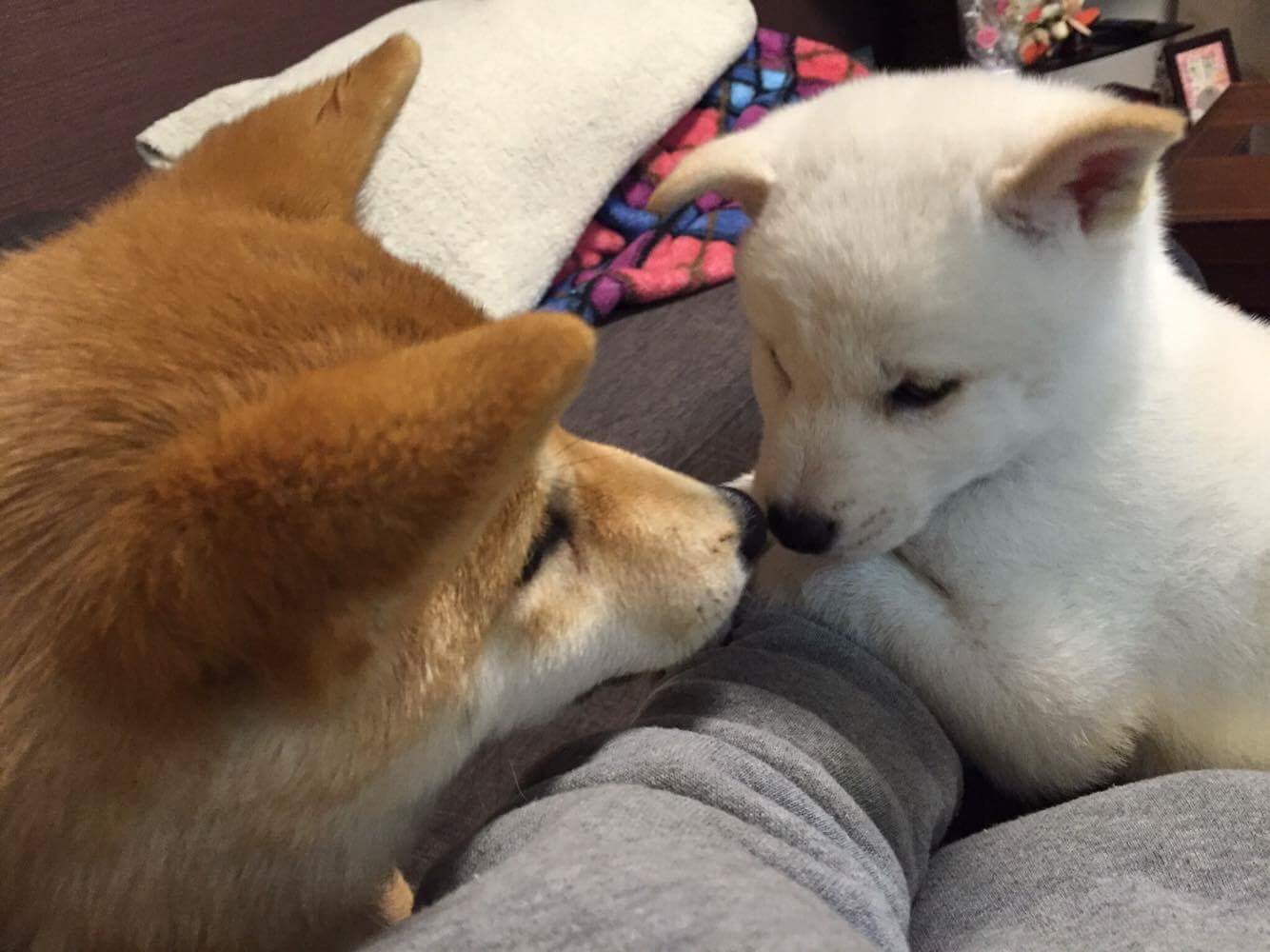 愛犬紹介続き 柴犬ブリーダー 芝田荘 愛犬紹介続き 柴犬ブリーダー 芝田荘