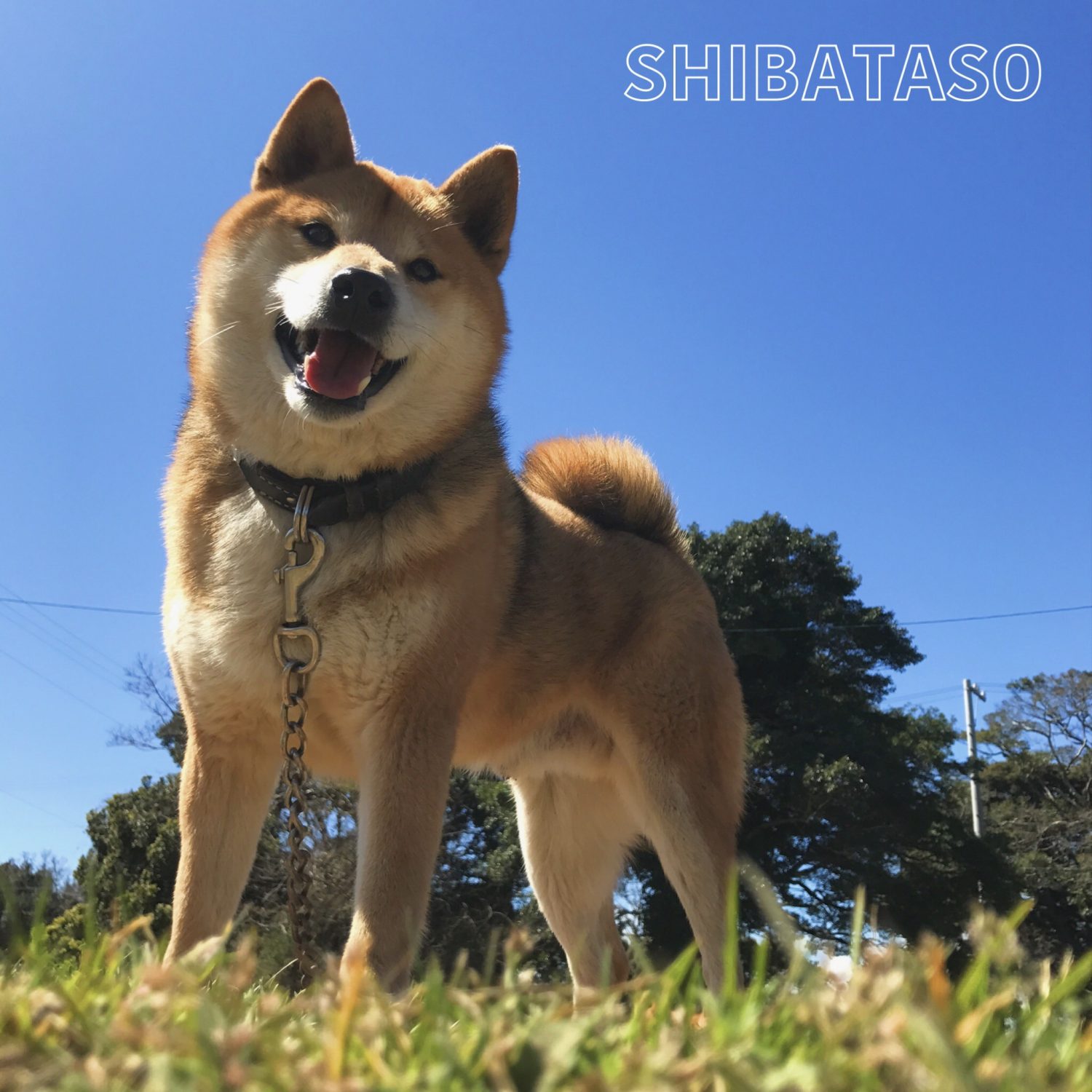 新しい仲間が加わりました 柴犬ブリーダー 芝田荘