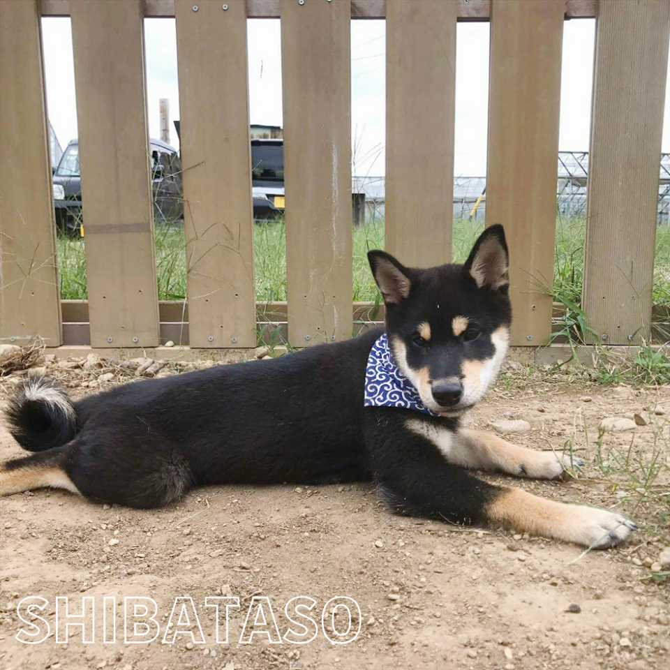 芝田荘の近況報告 17 10 柴犬ブリーダー 芝田荘 芝田荘の近況報告 17 10 柴犬ブリーダー 芝田荘