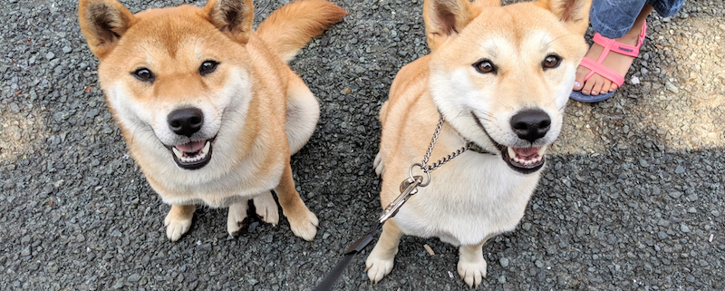 笠原ふれあい夏祭りに出店 柴犬ブリーダー 芝田荘