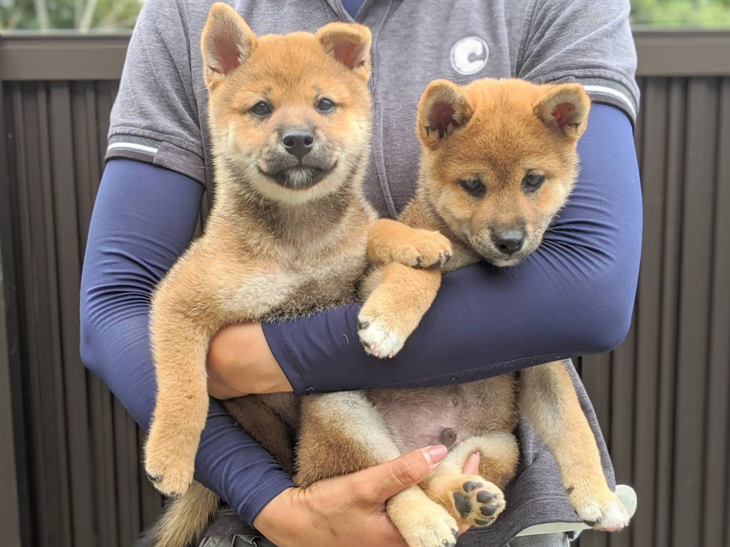 芝荘日誌 柴犬ブリーダー 芝田荘