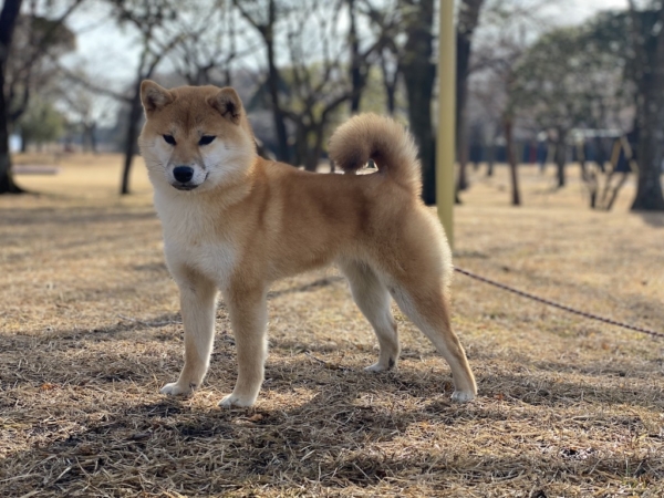 初めてご購入される方へ 柴犬ブリーダー 芝田荘